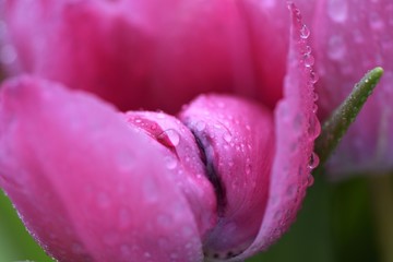 Beautiful abstract pink peony flower