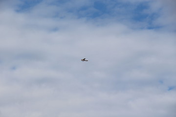 sky, clouds, plane, fly, transport, aircraft, wings, clear sky, high, freedom, background, texture
