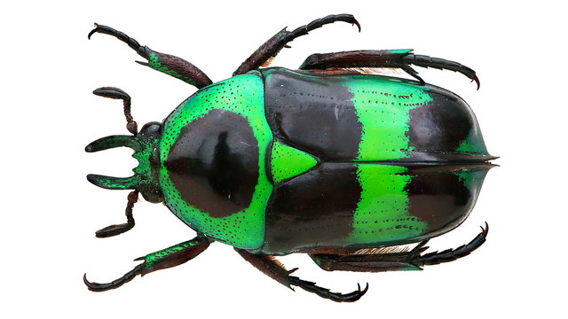 Mystroceros rouyeri 