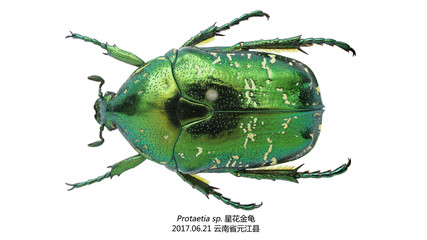 Protaetia sp