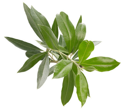 olive branch isolated on a white background