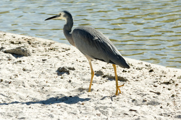 White necked heron left