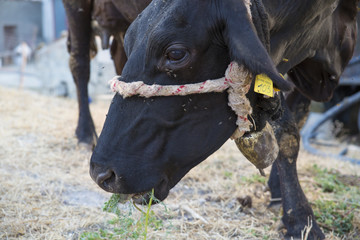 Dettaglio di una mucca che mangia l'erba del prato in campagna. Il campanello suona legato al collo e con gli occhi ci fissa mentre si nutre. L' animale fa parte di una grande fattoria italiana. - obrazy, fototapety, plakaty