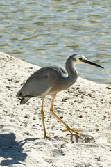 White necked heron stepping