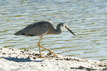 White necked heron on beach