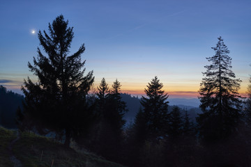 Fichten im Abendrot auf der Lüderenalp im Emmental