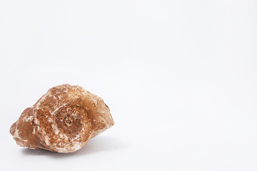 Sea stone with seashell