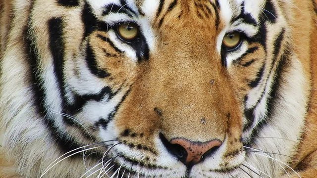 An amazing Bengal tiger close up on face in 4k looking to the right of camera.