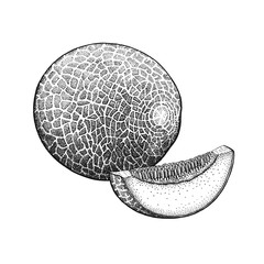 Vintage engraving Cantaloupe.