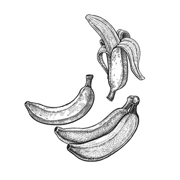 Vintage engraving banana.