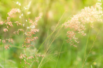 Soft focus of grass flowers