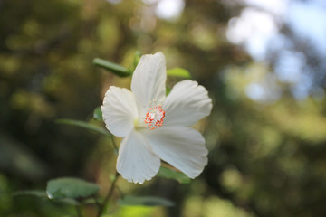exotic white flower in nature