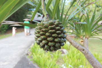 Green fruit on a tropical plant in nature