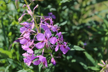 Blooming Sally in nature