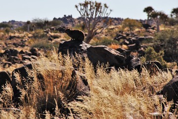 A taste of Africa 2016