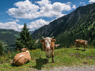 The cows in mountains in Tyrol, Bavaria