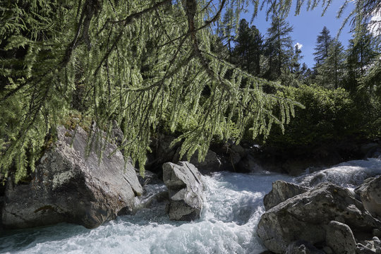 L&auml;rchenzweig &uuml;ber dem Beverin - dem Wildbach im Val Bever (Graub&uuml;nden)