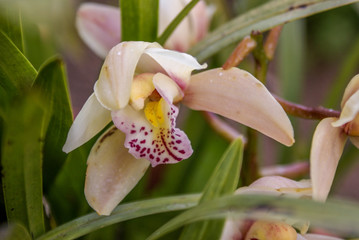 Obraz premium Mortágua, Portugal