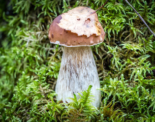 Boletus