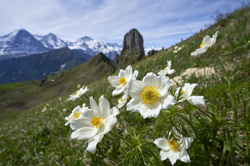 Alpen-Anemonen auf der Schynigen Platte in den Berner Alpen mit Eiger im Hintergrund