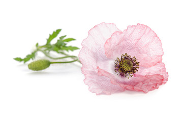 pink poppy on white background