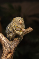 Small monkey pygmy marmoset - Cebuella pygmaea sitting on a tree.