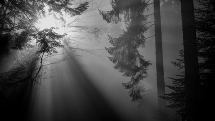 Licht im nebligen Tannenwald