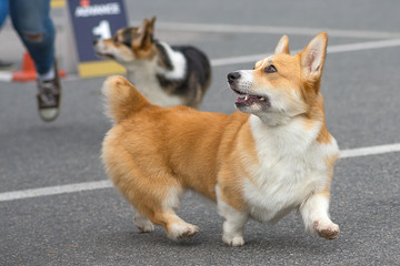 Welsh Corgi close-up