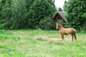 Fototapeta premium The horse walks in a field near a wooden house