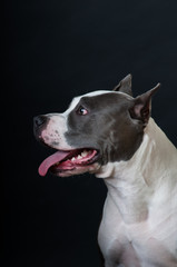 Staffordshire terrier potrait on black background at studio