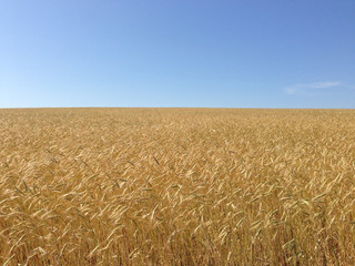 Golden wheat field in autumn
