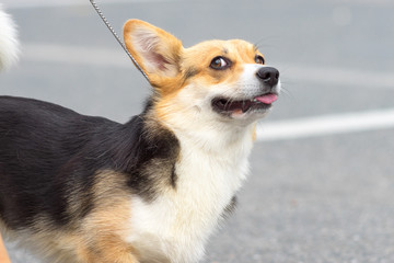 Welsh Corgi close-up