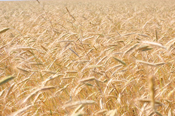 Golden wheat field in autumn