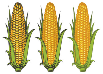 Set of vector images of corncobs with yellow corns and green leaves on a white background. Realistic illustration of the ripe corn on the cob. Design element