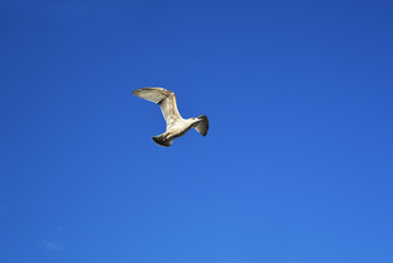 Möwe im Flug