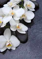 Fototapeta na wymiar Zen stone and white orchid isolated.