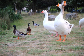 Oies et canards