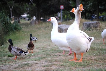 Oies et canards
