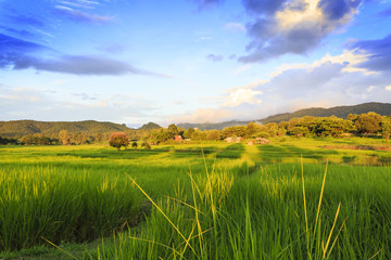 Sunshine at rice field with sky clouds