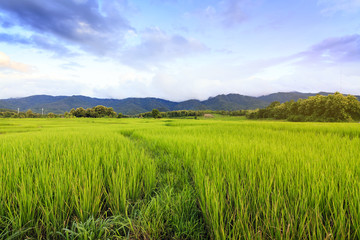 Obraz na płótnie Canvas Sunshine at rice field with sky clouds