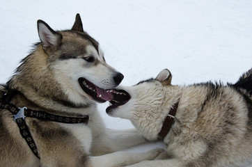 Alaskan malamute dogs