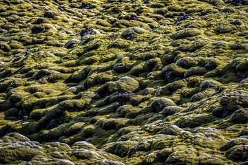 Lava fields are mossy, sunny summer day in Iceland.