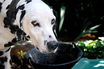 Obraz premium Dalmatien
