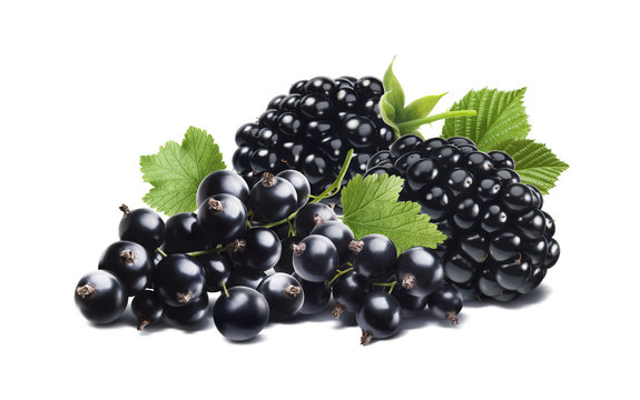 Blackberry and black currant horizontal composition isolated on white