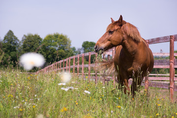 Red horse