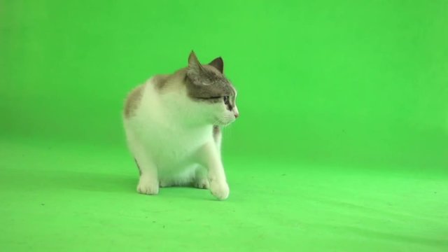 cat walking on a green background