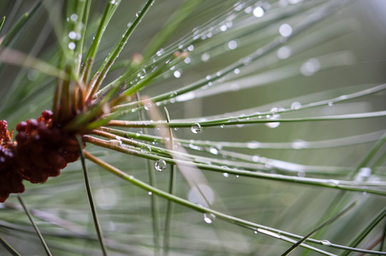 needles of a cedra branch with trapped raindrops