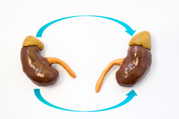 Kidney transplantation concept photo. Two kidneys with arrows from one to another symbolize process...