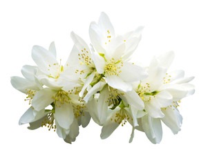 Fototapeta na wymiar Jasmine flowers. jasmine spring flowers. Jasmine. branch of jasmine flowers isolated on white background
