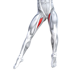 Concept conceptual 3D illustration fit strong front upper leg human anatomy, anatomical muscle isolated white background for body medical health tendon foot and biological gym fitness muscular system